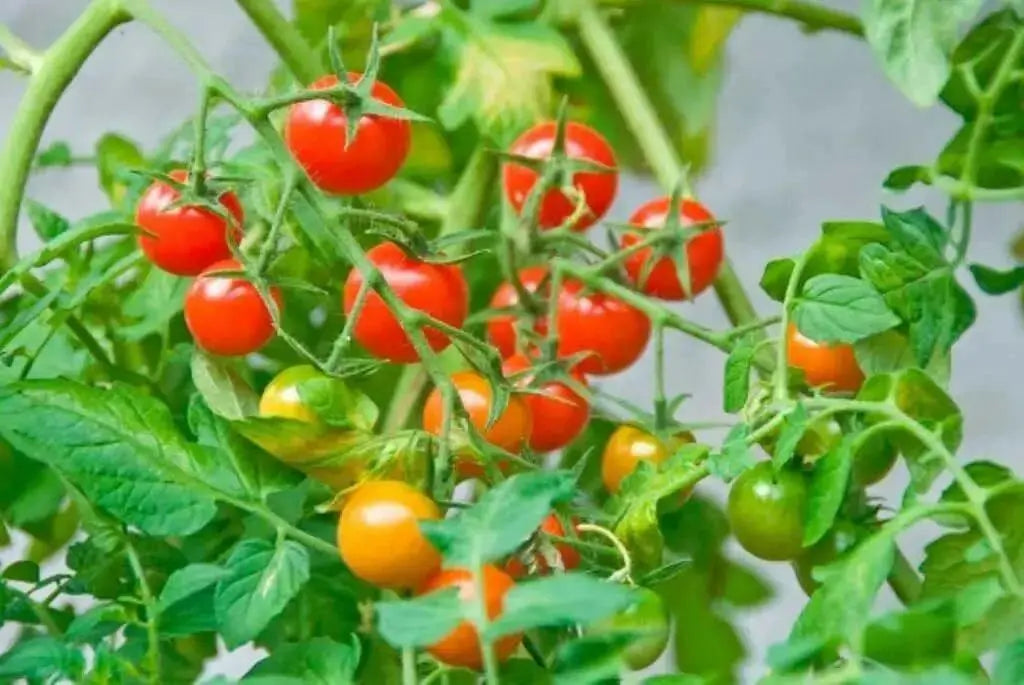Non-GMO Sweetie Tomato - Open-Pollinated  - Small Cherry tomato - Lycopersicon lycopersicum)  Super Sweet - Caribbean garden seed