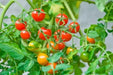 Non-GMO Sweetie Tomato - Open-Pollinated  - Small Cherry tomato - Lycopersicon lycopersicum)  Super Sweet - Caribbean garden seed