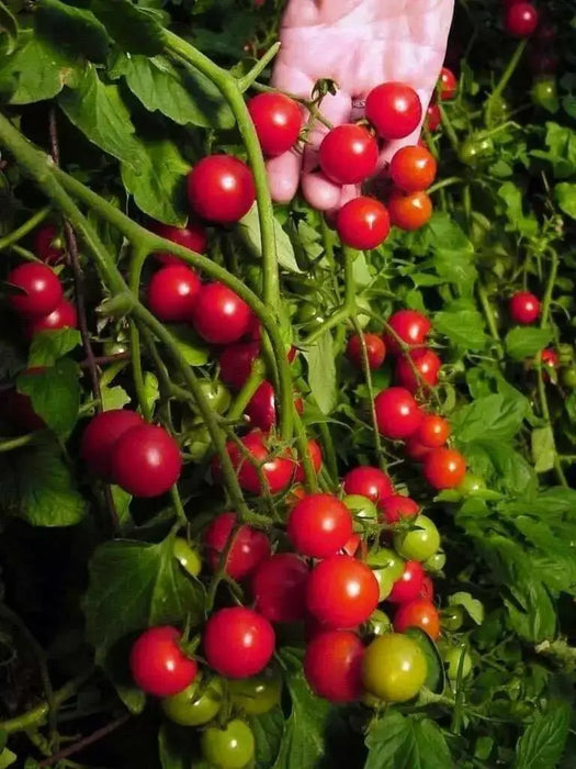 Non-GMO Sweetie Tomato - Open-Pollinated  - Small Cherry tomato - Lycopersicon lycopersicum)  Super Sweet - Caribbean garden seed
