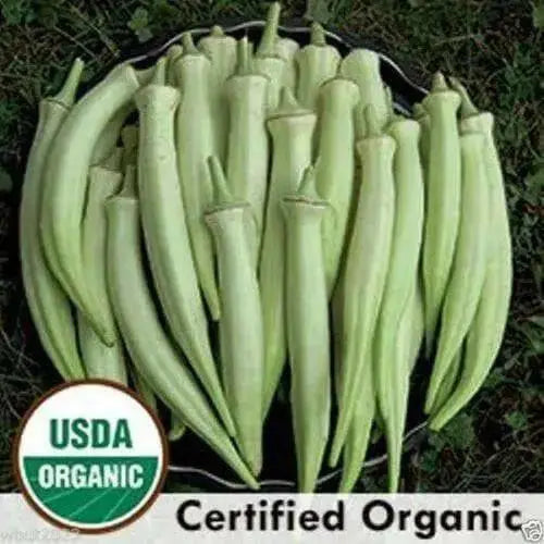 Okra seeds, "Silver Queen" , -(Abelmoschus esculentus) Heirloom !.