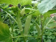 Okra seeds, "Silver Queen" , -(Abelmoschus esculentus) Heirloom !.