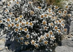 New Zealand Edelweiss FLOWERS SEED, PERENNIAL - Caribbean garden seed