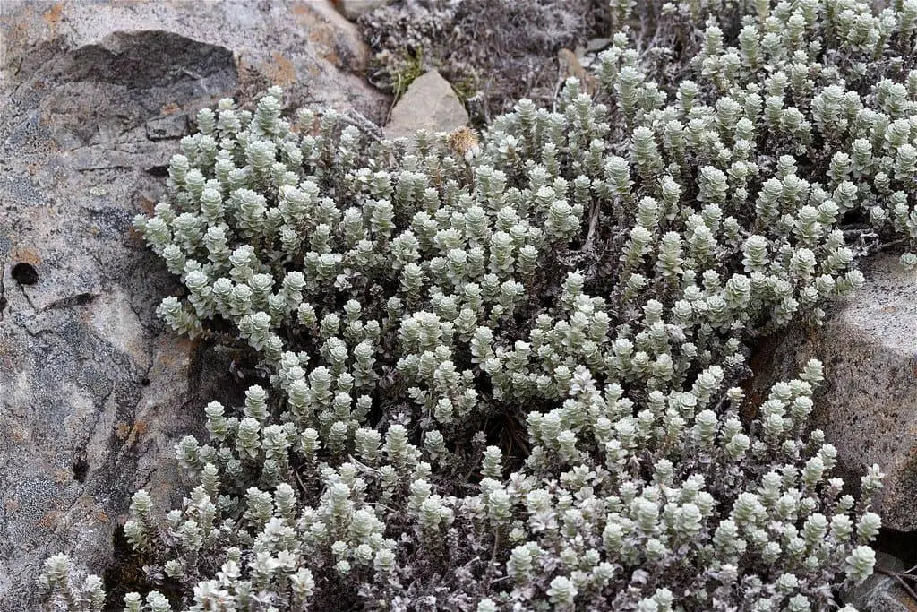New Zealand Edelweiss FLOWERS SEED, PERENNIAL - Caribbean garden seed