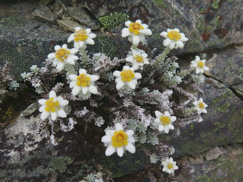 New Zealand Edelweiss FLOWERS SEED, PERENNIAL - Caribbean garden seed