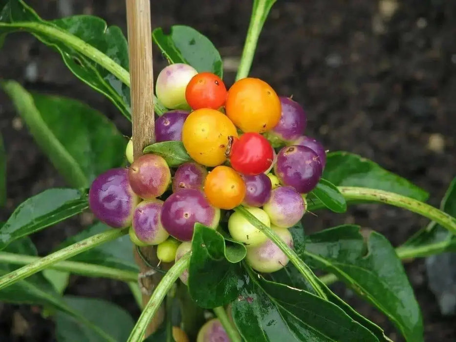 Nosegay pepper (Capsicum: Annuum ) Edible ,Ornamental, Pretty - Caribbean garden seed