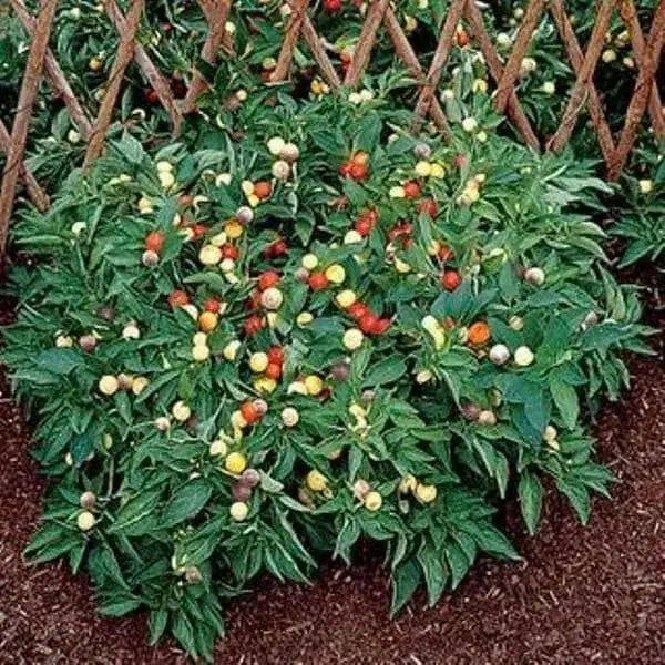 Nosegay pepper (Capsicum: Annuum ) Edible ,Ornamental, Pretty - Caribbean garden seed