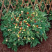 Nosegay pepper (Capsicum: Annuum ) Edible ,Ornamental, Pretty - Caribbean garden seed