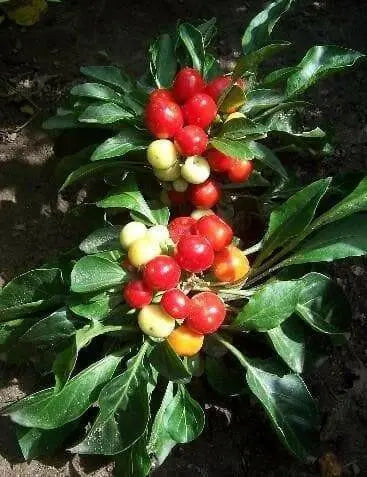 Nosegay pepper (Capsicum: Annuum ) Edible ,Ornamental, Pretty - Caribbean garden seed