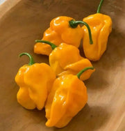 NuMex Suave Pepper Seeds (OG) Capsicum chinense, MILD - Caribbean garden seed