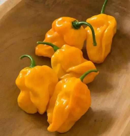 NuMex Suave Pepper Seeds (OG) Capsicum chinense, MILD - Caribbean garden seed
