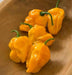 NuMex Suave Pepper Seeds (OG) Capsicum chinense, MILD - Caribbean garden seed