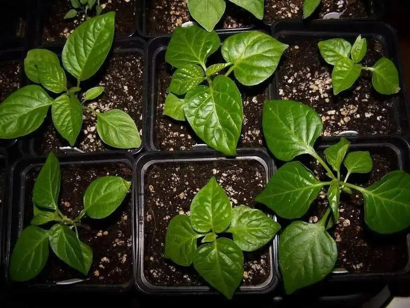 NuMex Suave Pepper Seeds (OG) Capsicum chinense, MILD - Caribbean garden seed