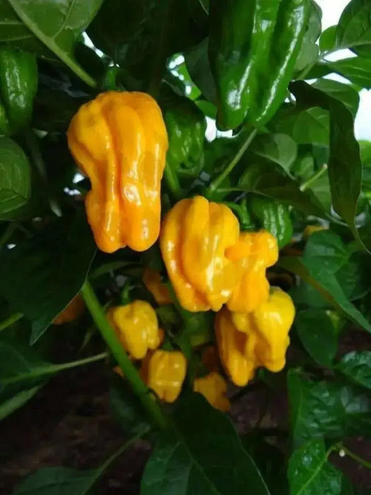 NuMex Suave Pepper Seeds (OG) Capsicum chinense, MILD - Caribbean garden seed