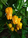 NuMex Suave Pepper Seeds (OG) Capsicum chinense, MILD - Caribbean garden seed