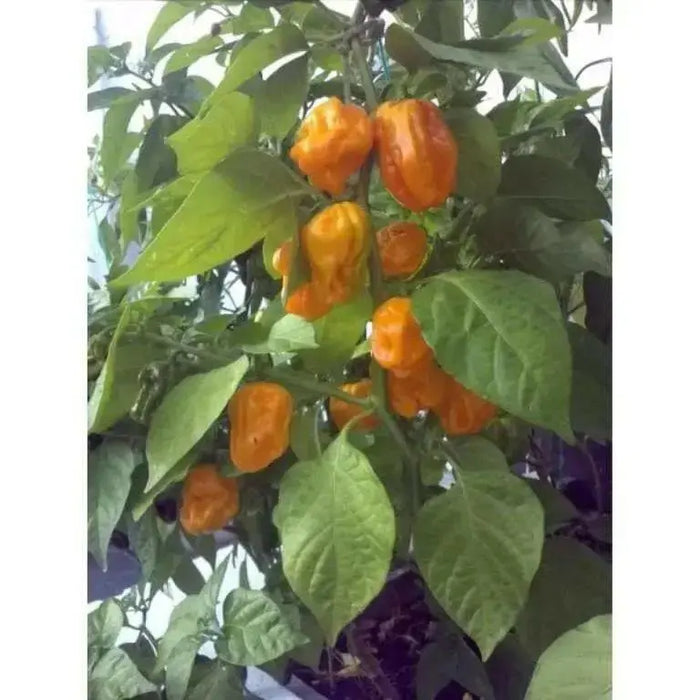 NuMex Suave Pepper Seeds (OG) Capsicum chinense, MILD - Caribbean garden seed