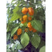 NuMex Suave Pepper Seeds (OG) Capsicum chinense, MILD - Caribbean garden seed