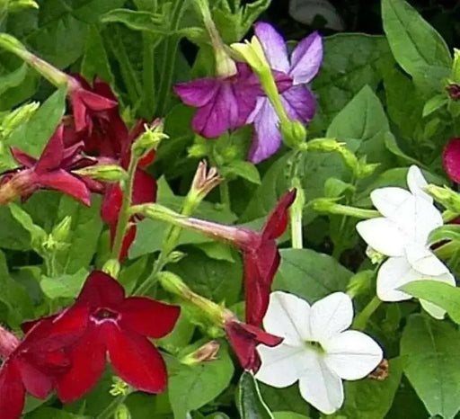 Nicotiana FLOWERS SEED (Nicotiana Alata Mix )  Flowering Tobacco, - Caribbean garden seed