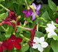 Nicotiana FLOWERS SEED (Nicotiana Alata Mix )  Flowering Tobacco, - Caribbean garden seed