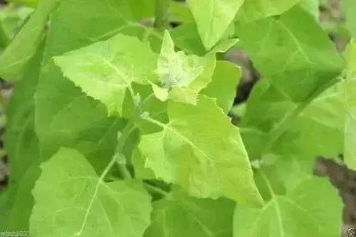 Orach Spinach "Golden" Mountain Spinach  Atriplex Hortensis - Caribbean garden seed