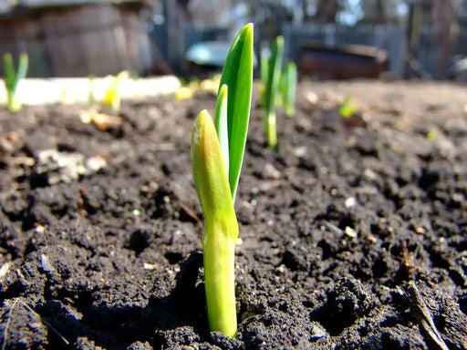 Onion Plant Mix, annual vegetable - Caribbean garden seed