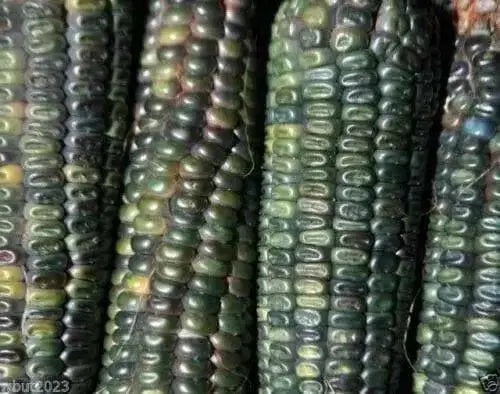 Oaxacan Green Dent Corn seeds-Heirloom - Caribbean garden seed