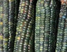 Oaxacan Green Dent Corn seeds-Heirloom - Caribbean garden seed