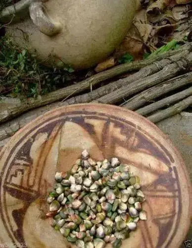 Oaxacan Green Dent Corn seeds-Heirloom - Caribbean garden seed