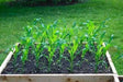 Oaxacan Green Dent Corn seeds-Heirloom - Caribbean garden seed