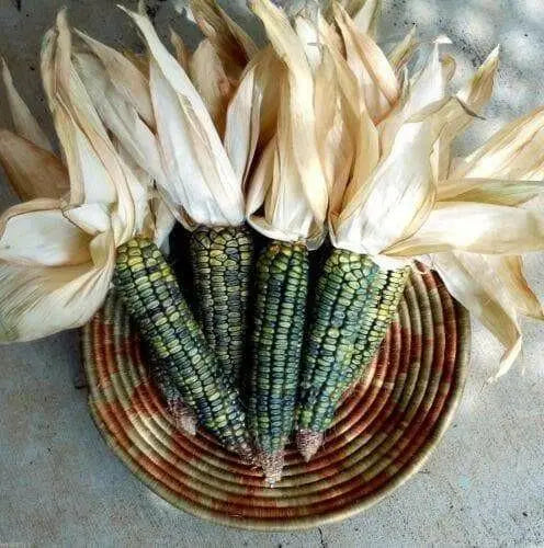 Oaxacan Green Dent Corn seeds-Heirloom - Caribbean garden seed