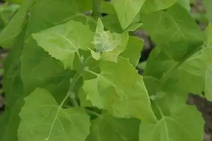 Orach Spinach Seeds  Mountain Spinach, HEIRLOOM VEGETABLE - Caribbean garden seed