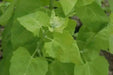 Orach Spinach Seeds  Mountain Spinach, HEIRLOOM VEGETABLE - Caribbean garden seed