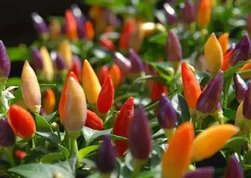 Numex Twilight PEPPER~Seed, Capsicum annuum-. - Caribbean garden seed