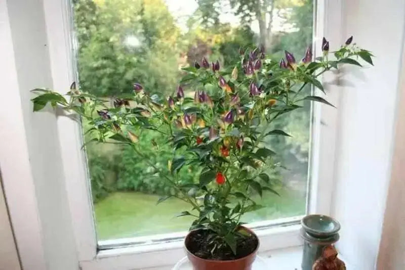 Numex Twilight PEPPER~Seed, Capsicum annuum-. - Caribbean garden seed