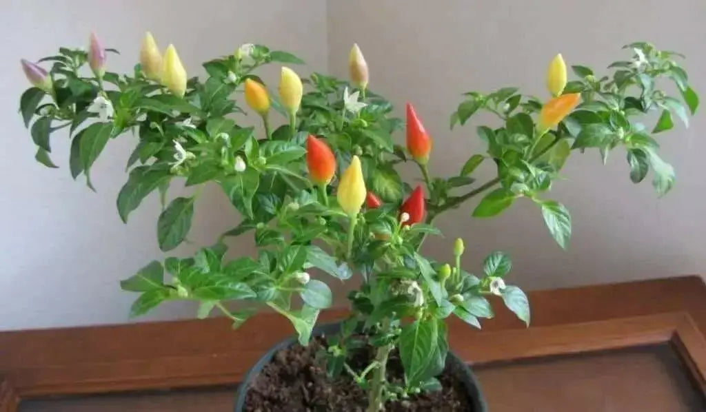 Numex Twilight PEPPER~Seed, Capsicum annuum-. - Caribbean garden seed
