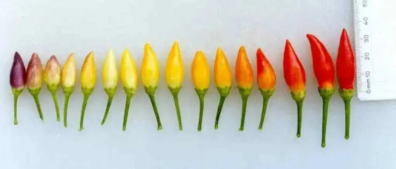 Numex Twilight PEPPER~Seed, Capsicum annuum-. - Caribbean garden seed