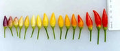 Numex Twilight PEPPER~Seed, Capsicum annuum-. - Caribbean garden seed