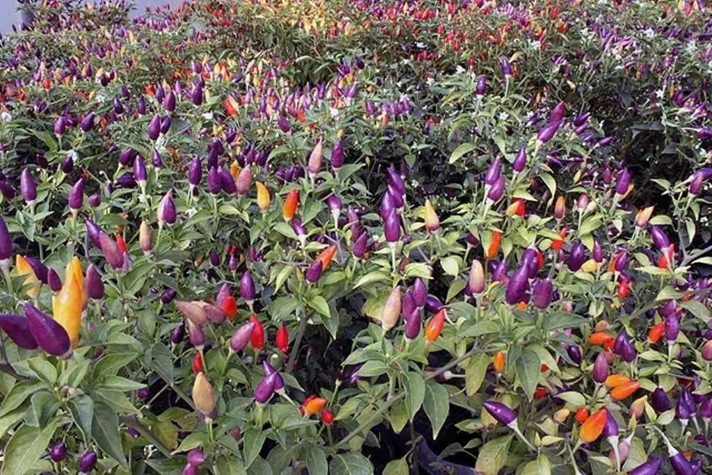 Numex Twilight PEPPER~Seed, Capsicum annuum-. - Caribbean garden seed