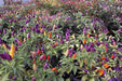 Numex Twilight PEPPER~Seed, Capsicum annuum-. - Caribbean garden seed
