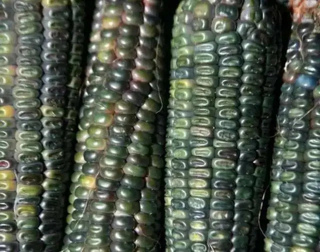 Oaxacan Green Dent Corn seeds - Native and Heirloom Corn - Caribbean garden seed