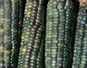Oaxacan Green Dent Corn seeds - Native and Heirloom Corn - Caribbean garden seed