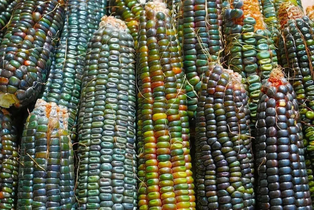 Oaxacan Green Dent Corn seeds - Native and Heirloom Corn - Caribbean garden seed