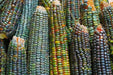 Oaxacan Green Dent Corn seeds - Native and Heirloom Corn - Caribbean garden seed