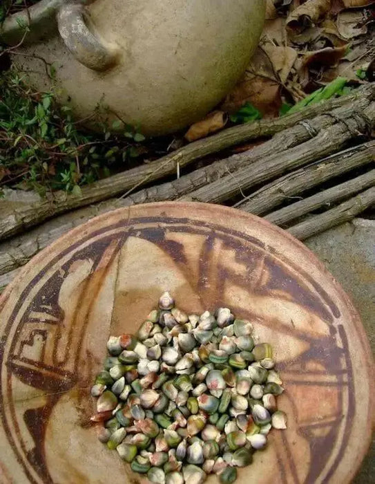 Oaxacan Green Dent Corn seeds - Native and Heirloom Corn - Caribbean garden seed