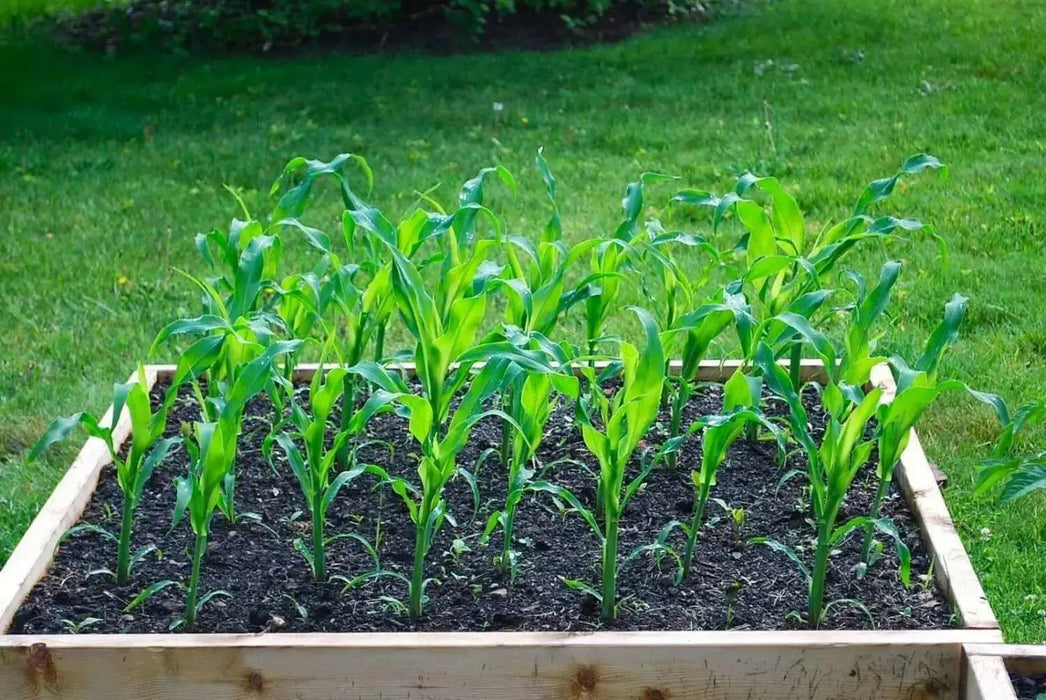 Oaxacan Green Dent Corn seeds - Native and Heirloom Corn - Caribbean garden seed