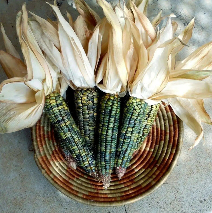 Oaxacan Green Dent Corn seeds - Native and Heirloom Corn - Caribbean garden seed
