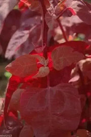 Orach Spinach "Magenta Magic" Mountain Spinach -  Seeds - Atriplex Hortensis - Caribbean garden seed