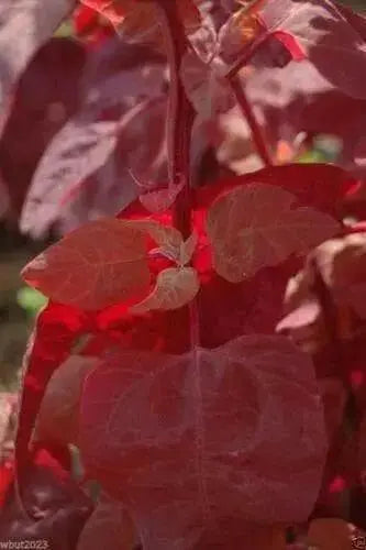 Orach Spinach "Magenta Magic" Mountain Spinach -  Seeds - Atriplex Hortensis - Caribbean garden seed