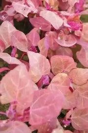Orach Spinach "Magenta Magic" Mountain Spinach -  Seeds - Atriplex Hortensis - Caribbean garden seed