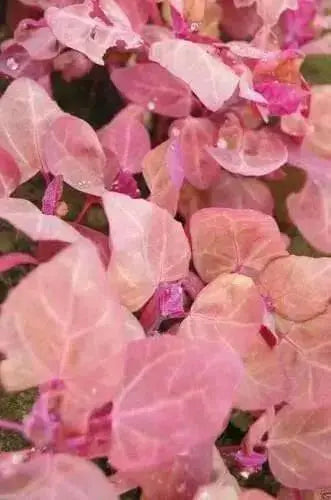 Orach Spinach "Magenta Magic" Mountain Spinach -  Seeds - Atriplex Hortensis - Caribbean garden seed