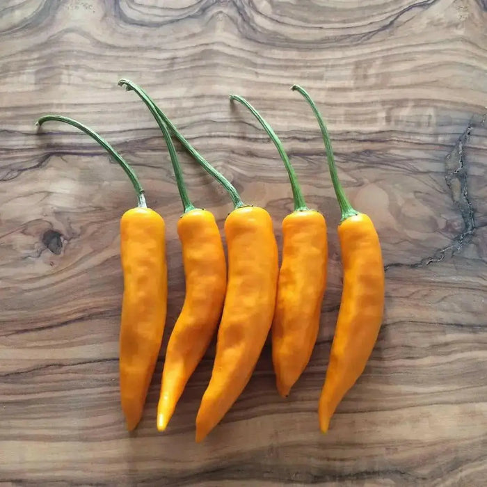 Onza Amarillo -HOT PEPPER SEEDS - Capsicum annuum, ANNUAL VEGETABLE - Caribbean garden seed